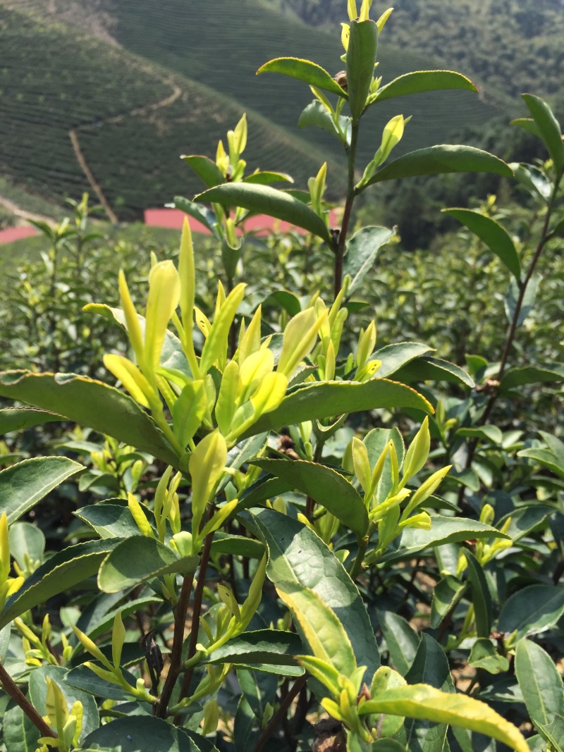 批发零售安吉黄茶，安吉白茶