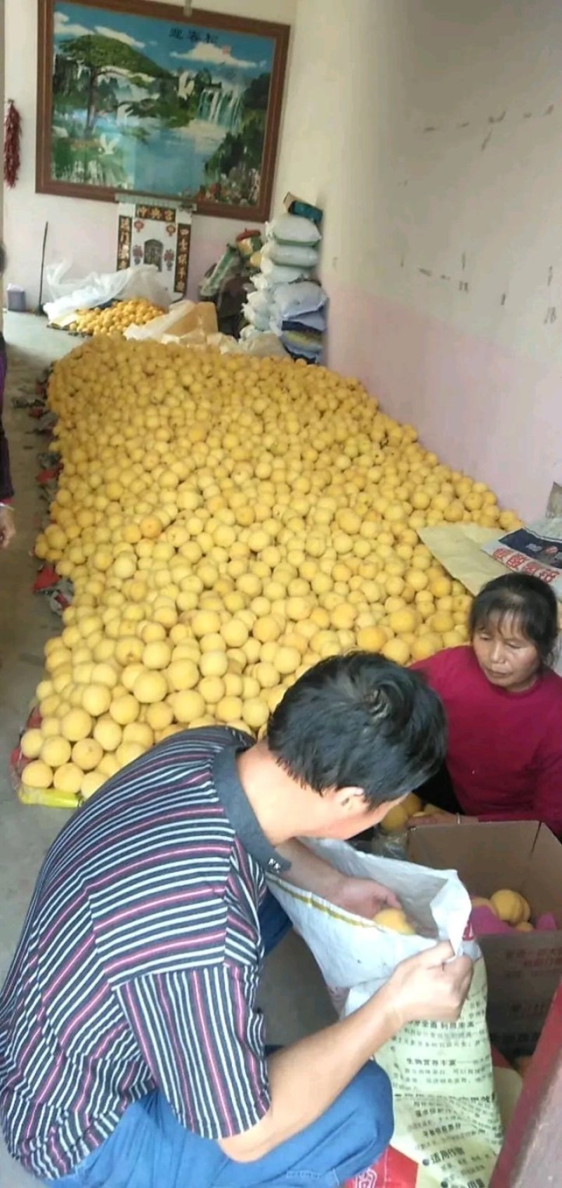 优质黄金桃抢先上市量大优惠