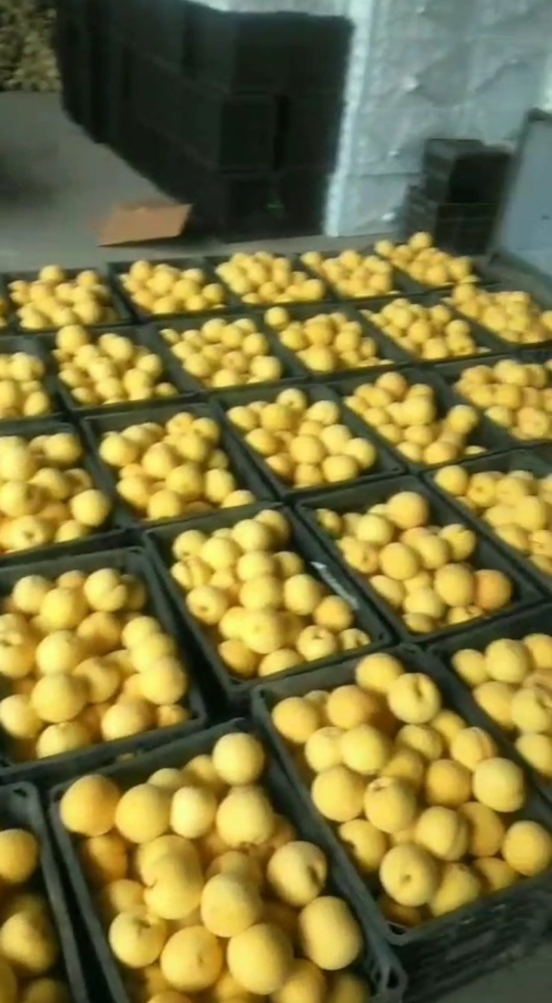 优质黄金桃抢先上市量大优惠