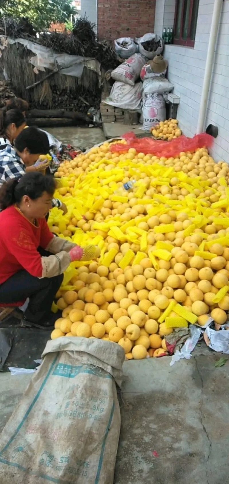 优质黄金桃抢先上市量大优惠
