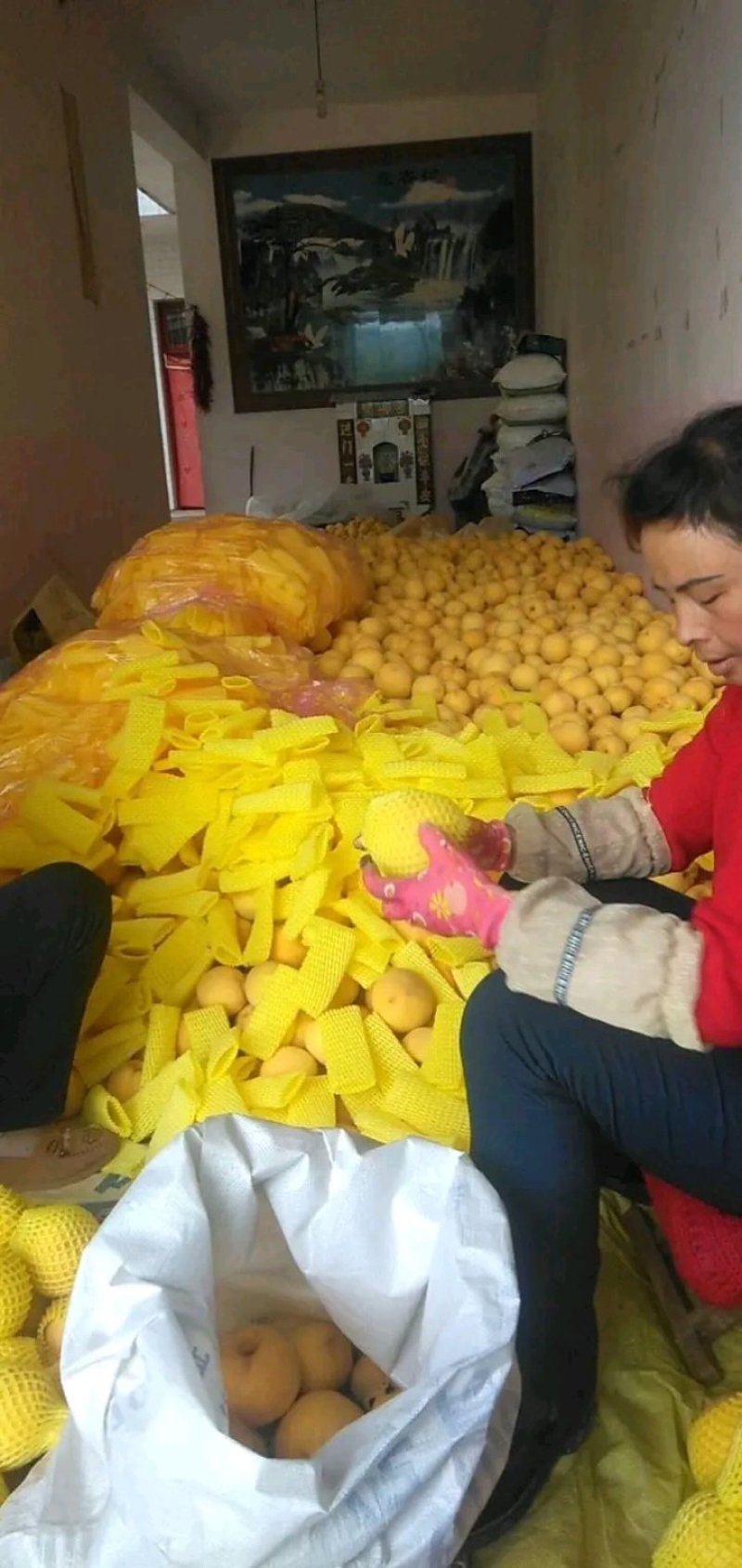 优质黄金桃抢先上市量大优惠