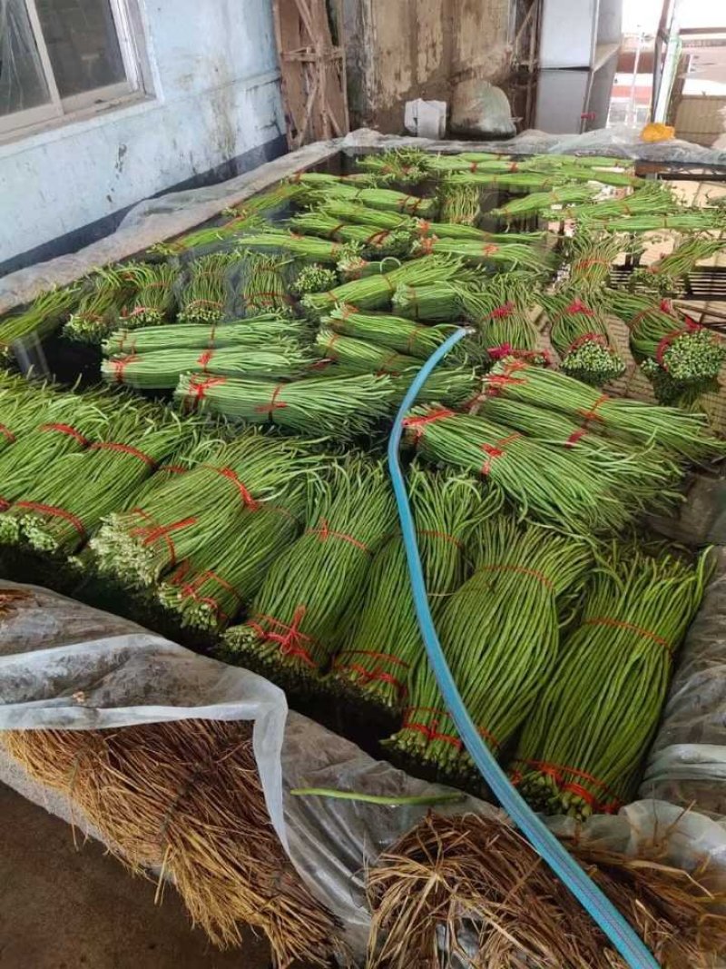 精选鲜嫩豆角大量供货价格公道