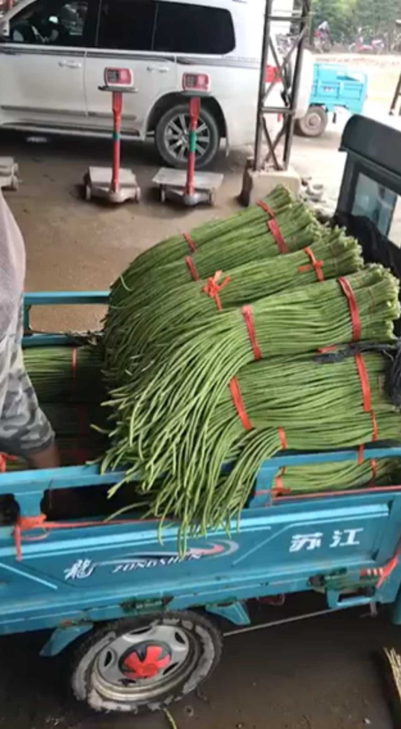 精选鲜嫩豆角大量供货价格公道