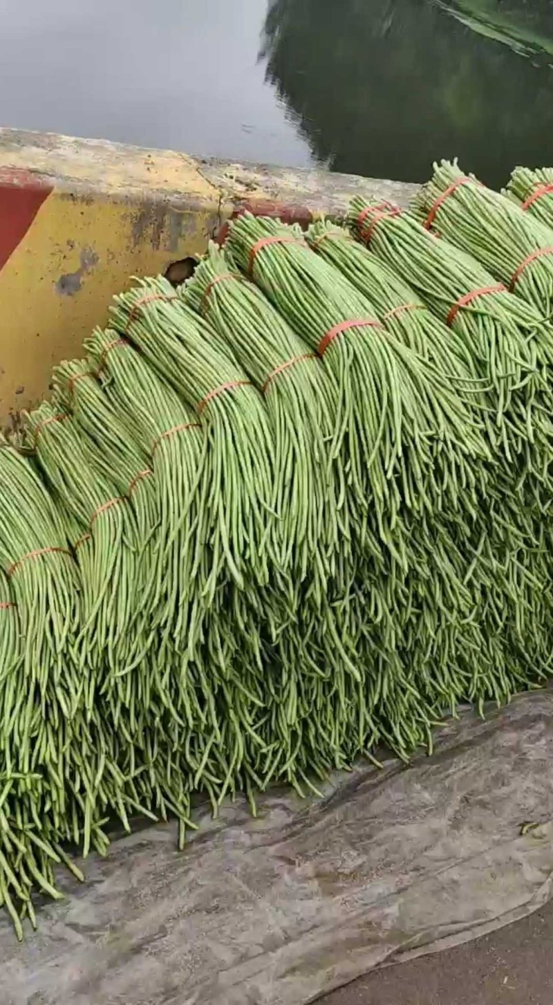 精选鲜嫩豆角大量供货价格公道