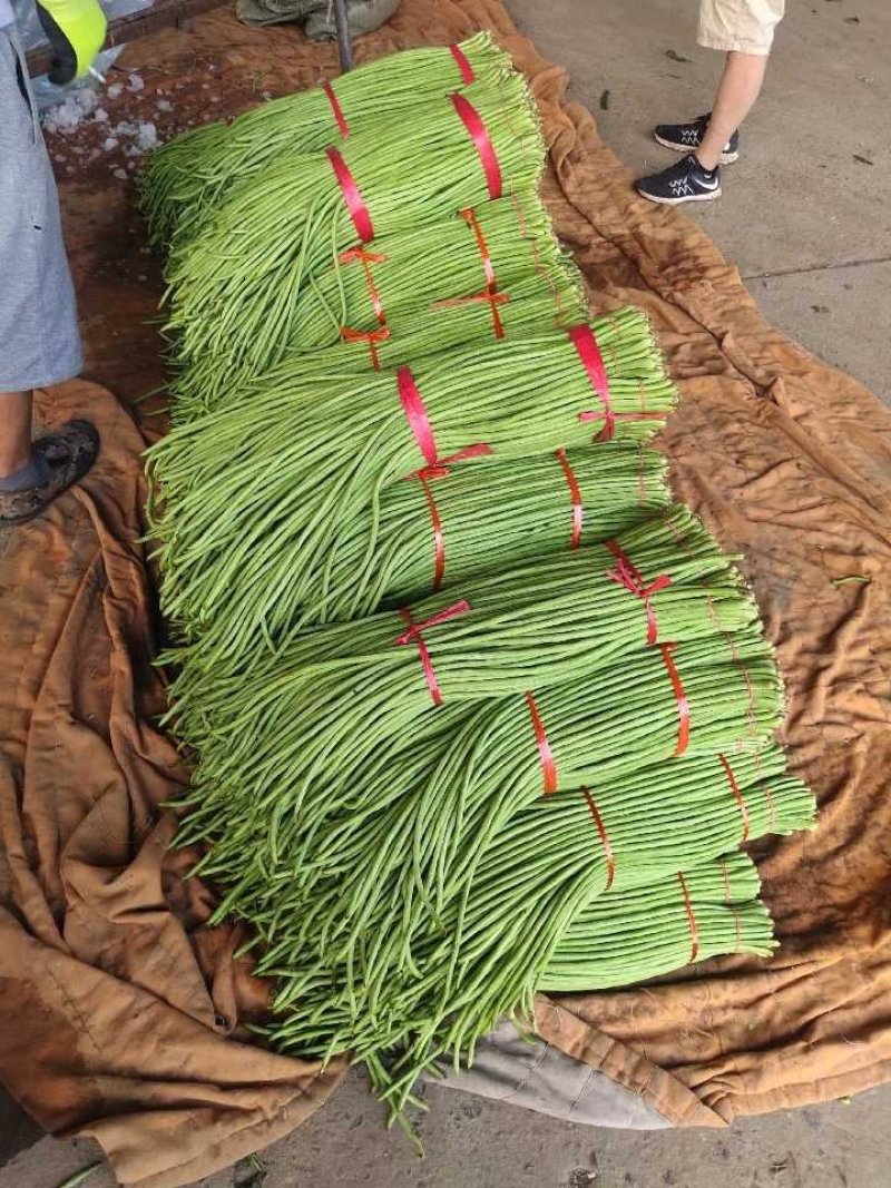 精选鲜嫩豆角大量供货价格公道
