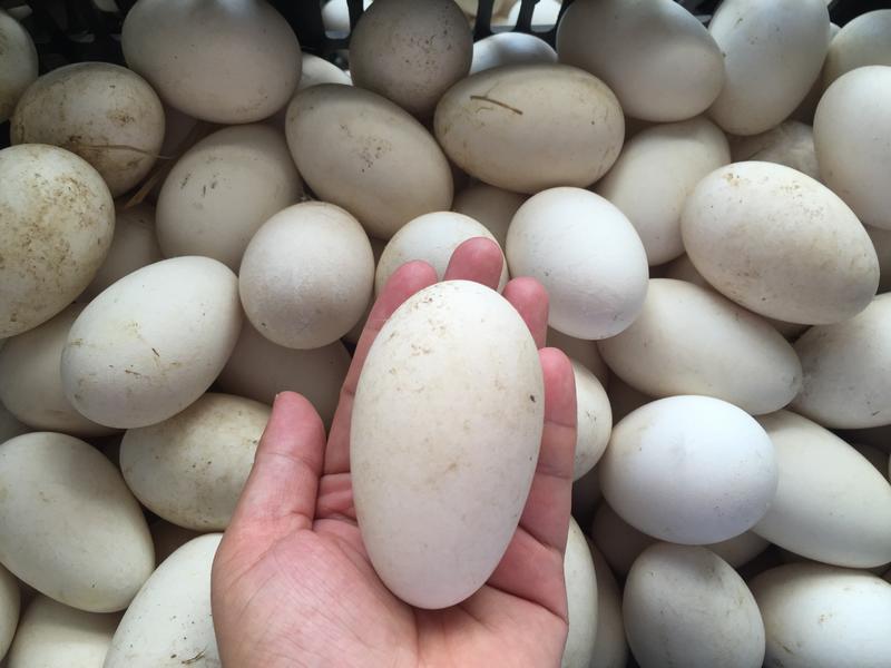 鲜鹅蛋鲜蛋，初生蛋，小鹅蛋，大鹅蛋，双黄鹅蛋，狮头鹅蛋
