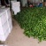 精品太空椒大量上市好欢迎合作新鲜蔬菜提前订购吧