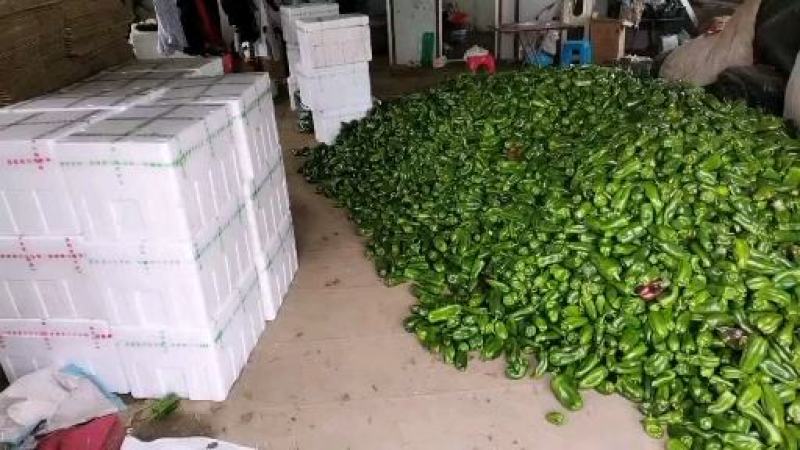 精品太空椒大量上市好欢迎合作新鲜蔬菜提前订购吧