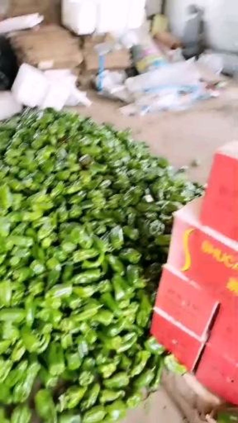 精品太空椒大量上市好欢迎合作新鲜蔬菜提前订购吧
