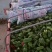 精品太空椒大量上市好欢迎合作新鲜蔬菜提前订购吧