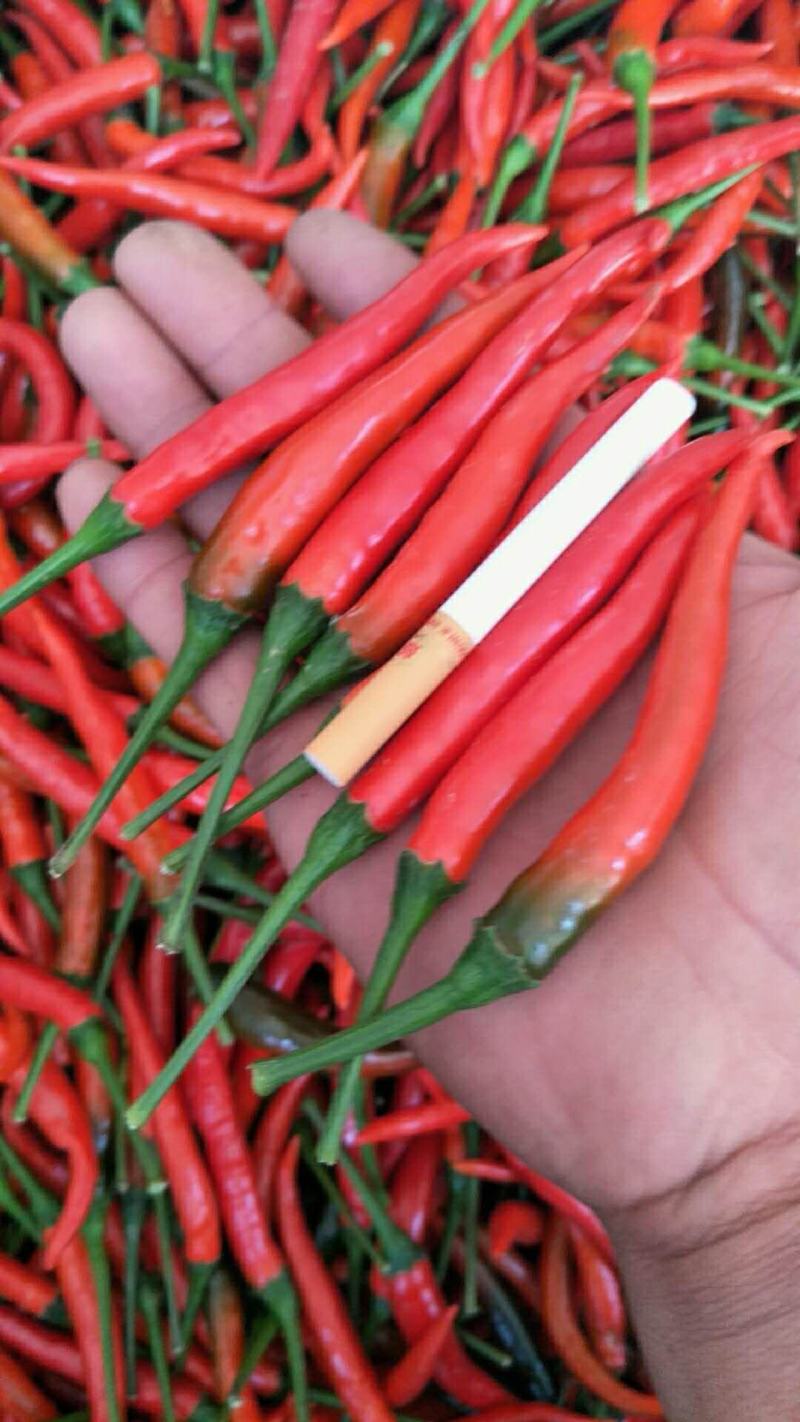 大量供应各种艳红辣椒。