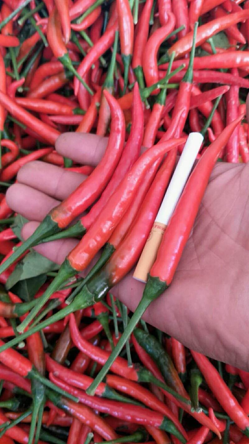 大量供应各种艳红辣椒。