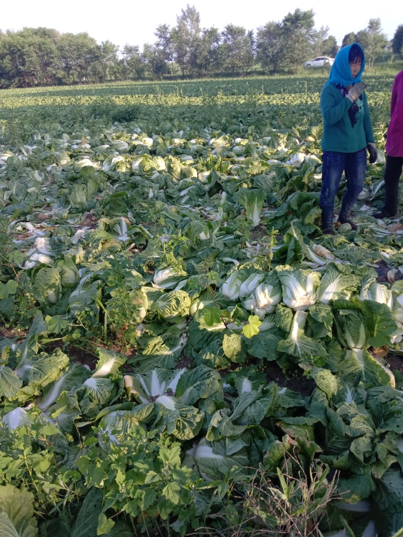 大白菜玲珑黄大白菜黄芯5-6斤代发全国