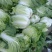 大白菜玲珑黄大白菜黄芯5-6斤代发全国