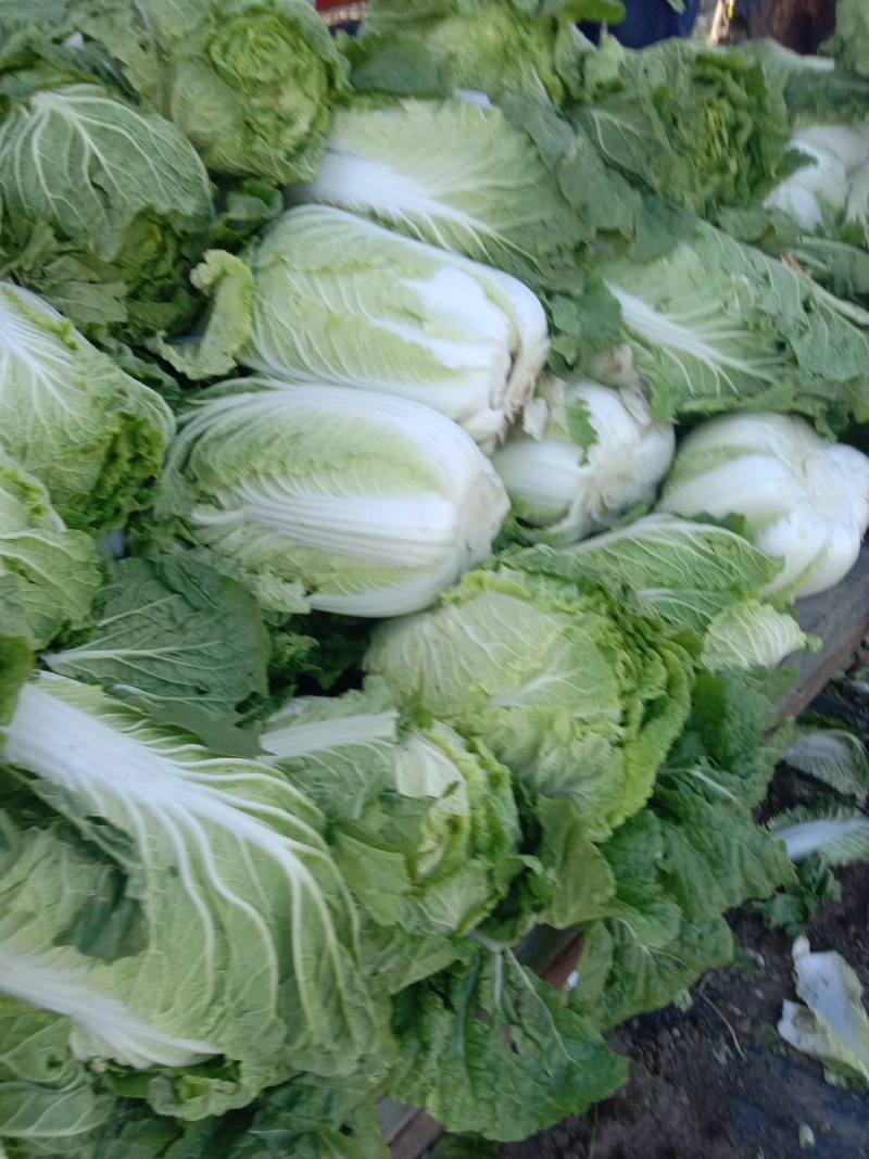 大白菜玲珑黄大白菜黄芯5-6斤代发全国