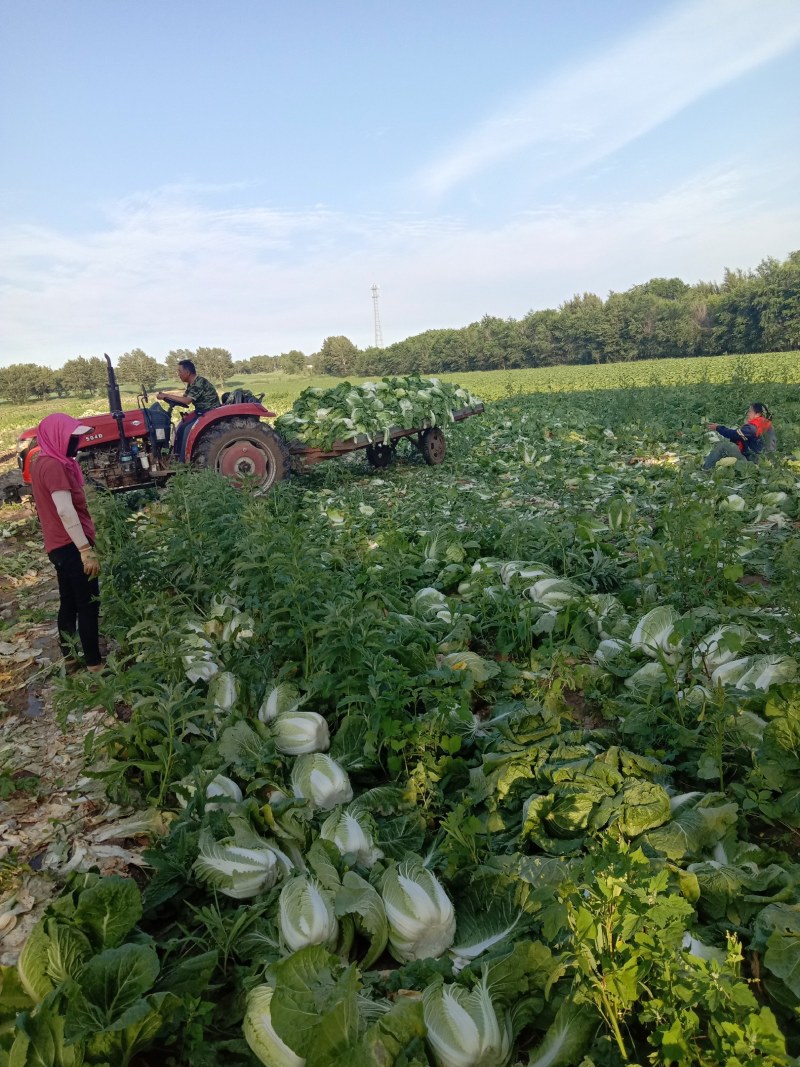 大白菜玲珑黄大白菜黄芯5-6斤代发全国