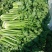大西芹西芹2到3斤翠绿