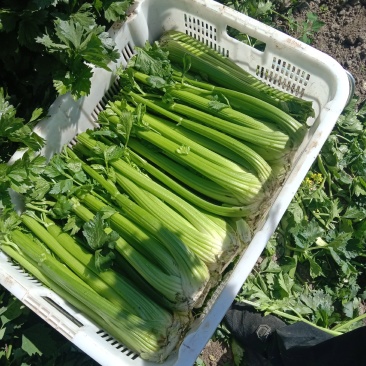 大西芹西芹2到3斤翠绿