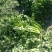 大西芹西芹2到3斤翠绿