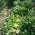 大西芹西芹2到3斤翠绿