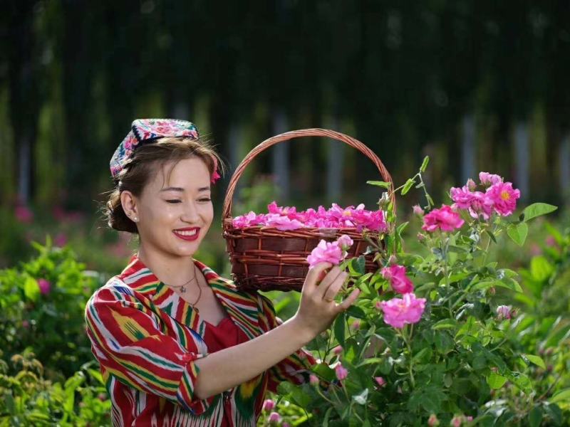 玫瑰批发产地直销大马士革玫瑰甘肃玉门玫瑰产地