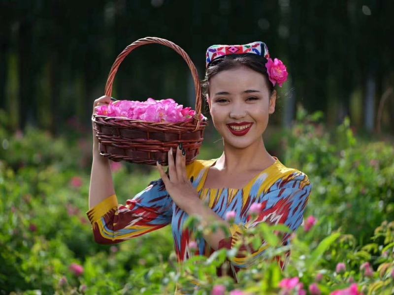 玫瑰批发产地直销大马士革玫瑰甘肃玉门玫瑰产地