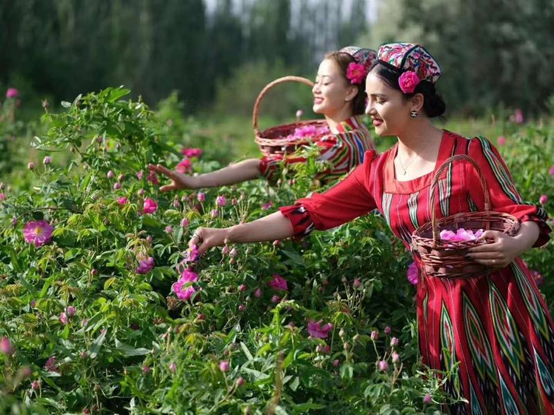 玫瑰批发产地直销大马士革玫瑰甘肃玉门玫瑰产地