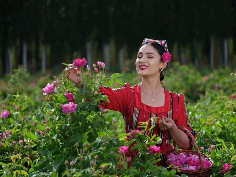 玫瑰批发产地直销大马士革玫瑰甘肃玉门玫瑰产地