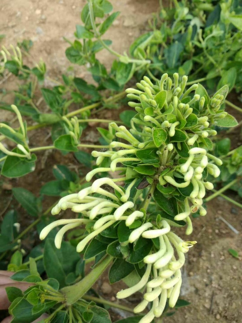 金银花种苗，山东金银花之乡严选金银花种苗