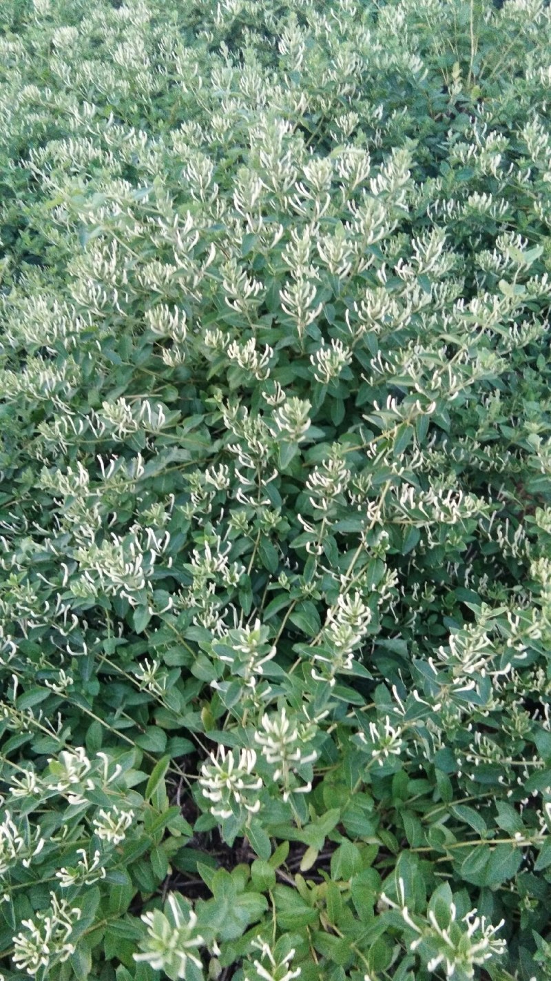 金银花种苗，山东金银花之乡严选金银花种苗