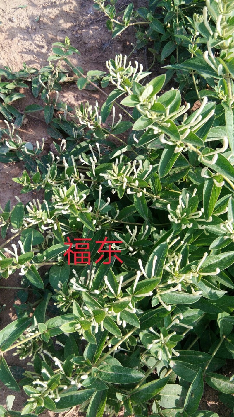 金银花种苗，山东金银花之乡严选金银花种苗