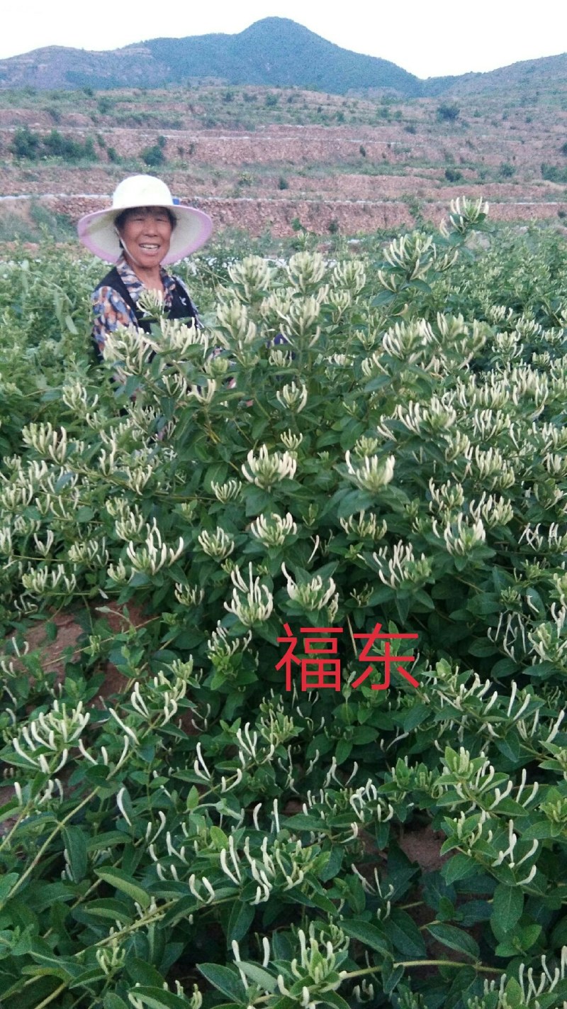 金银花种苗，山东金银花之乡严选金银花种苗