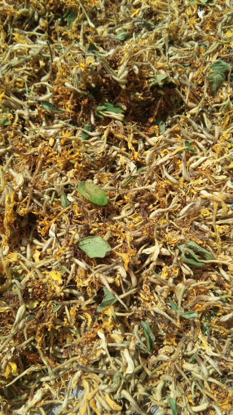 山东金银花纯正道地山东货，通货，药厂投料货
