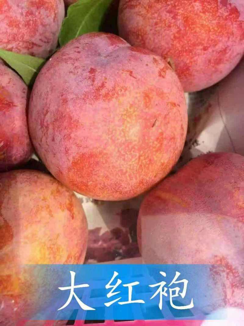 大红袍李子已经上市采摘