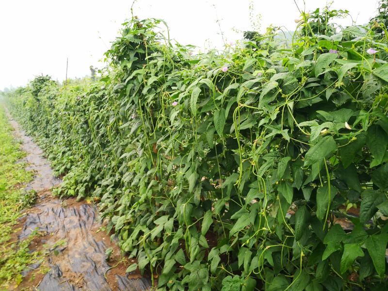 长豆角大量上市秋季豇豆豆角新鲜豆角基地源头豆角