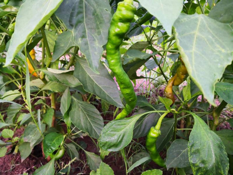 长豆角大量上市秋季豇豆豆角新鲜豆角基地源头豆角