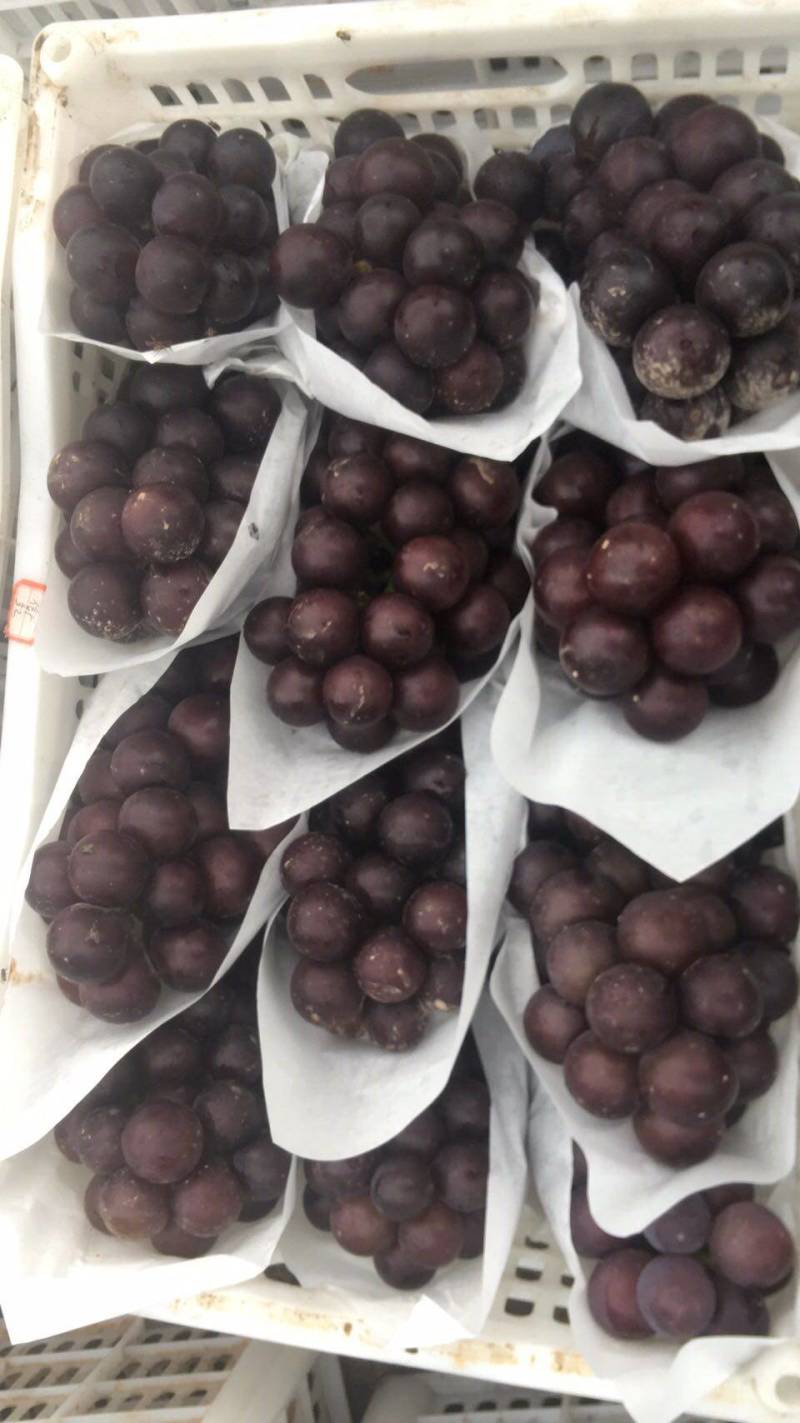 滕忍葡萄大量上市有需要的联系我吧