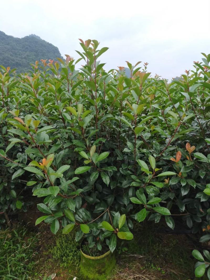红叶石楠球大量供应篱笆苗精品球