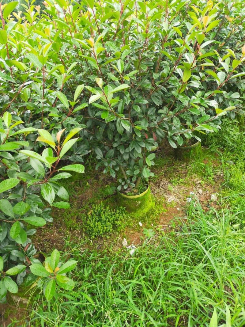 红叶石楠球大量供应篱笆苗精品球