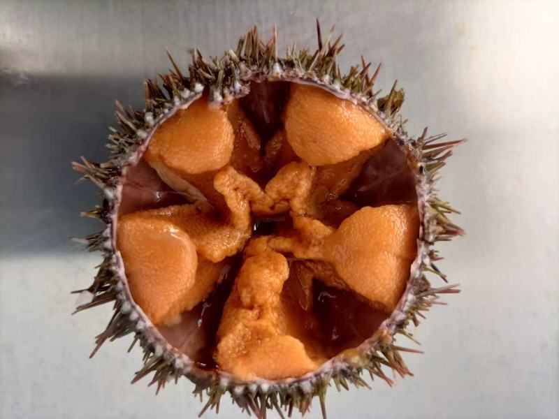 虾夷马粪海胆，大连海鲜产地直发对接电商一件代发