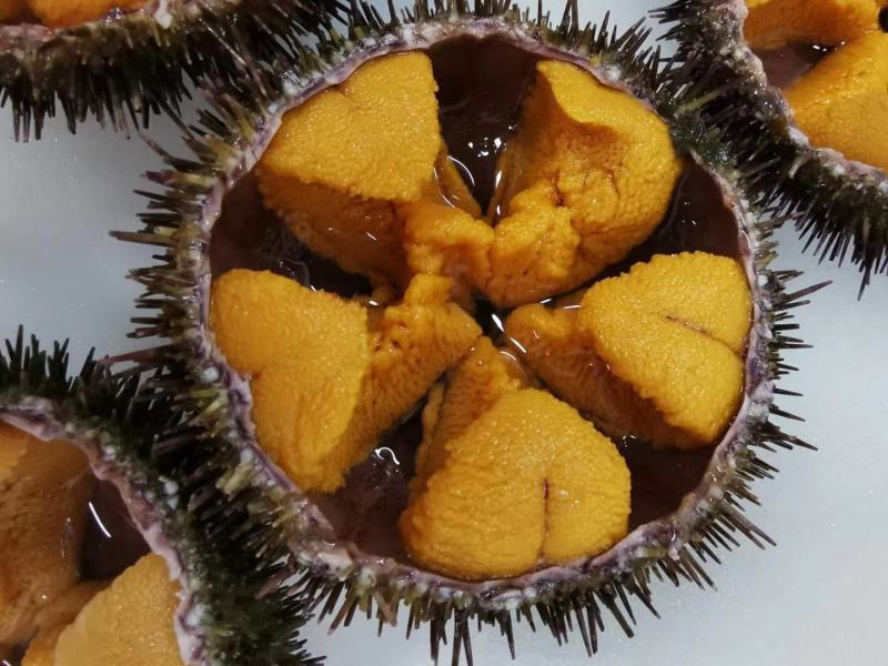 虾夷马粪海胆，大连海鲜产地直发对接电商一件代发