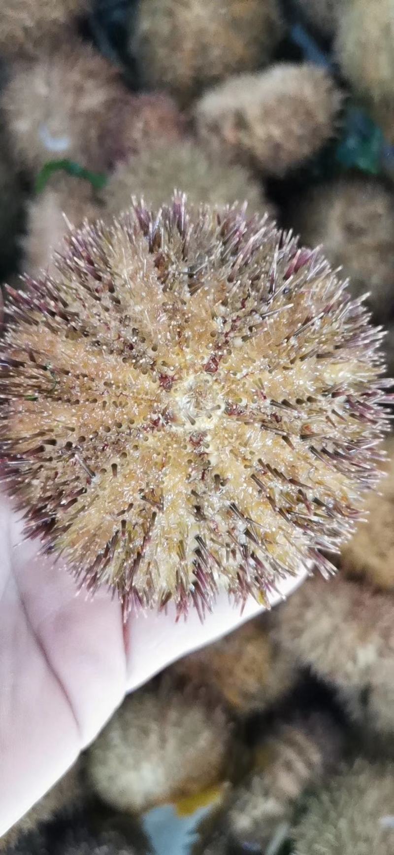 虾夷马粪海胆，大连海鲜产地直发对接电商一件代发
