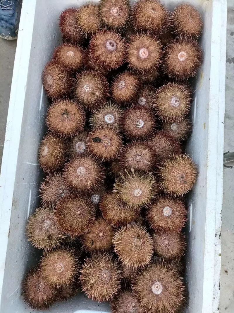 虾夷马粪海胆，大连海鲜产地直发对接电商一件代发