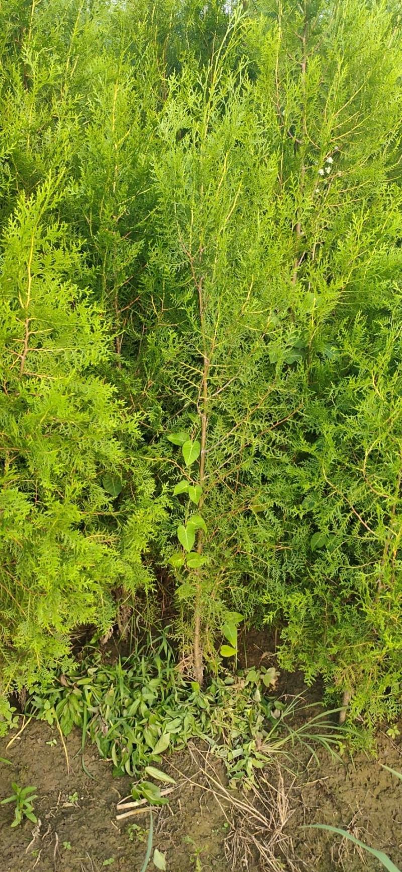 批发紫丁香苗，丁香树，紫花丁香