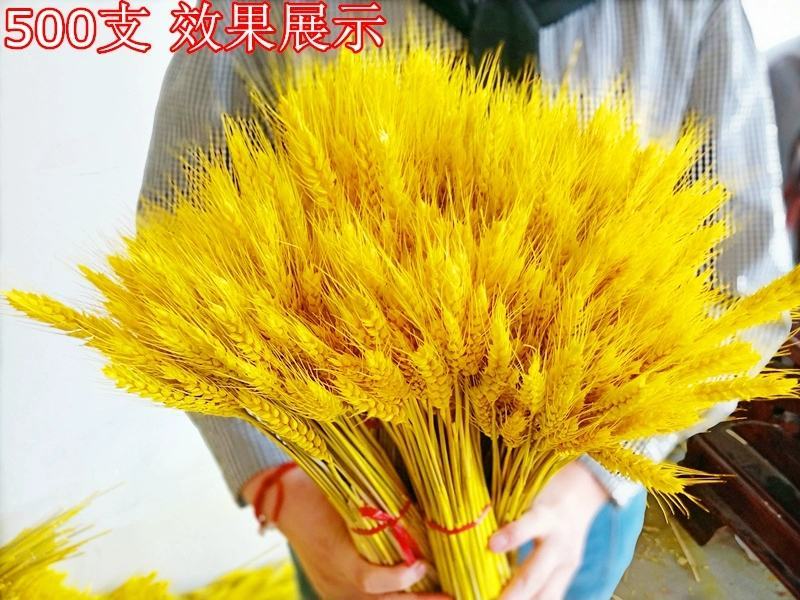 大麦黄金麦穗开业大麦客厅装饰麦穗干花拍摄道具