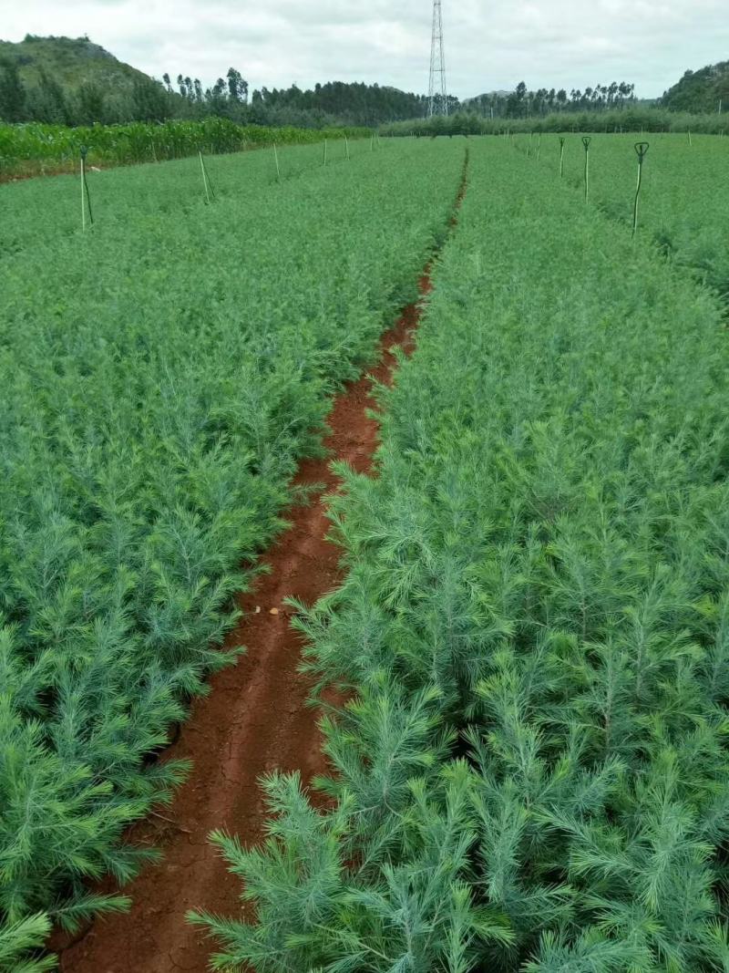 华山松苗，云南松苗，湿地松苗