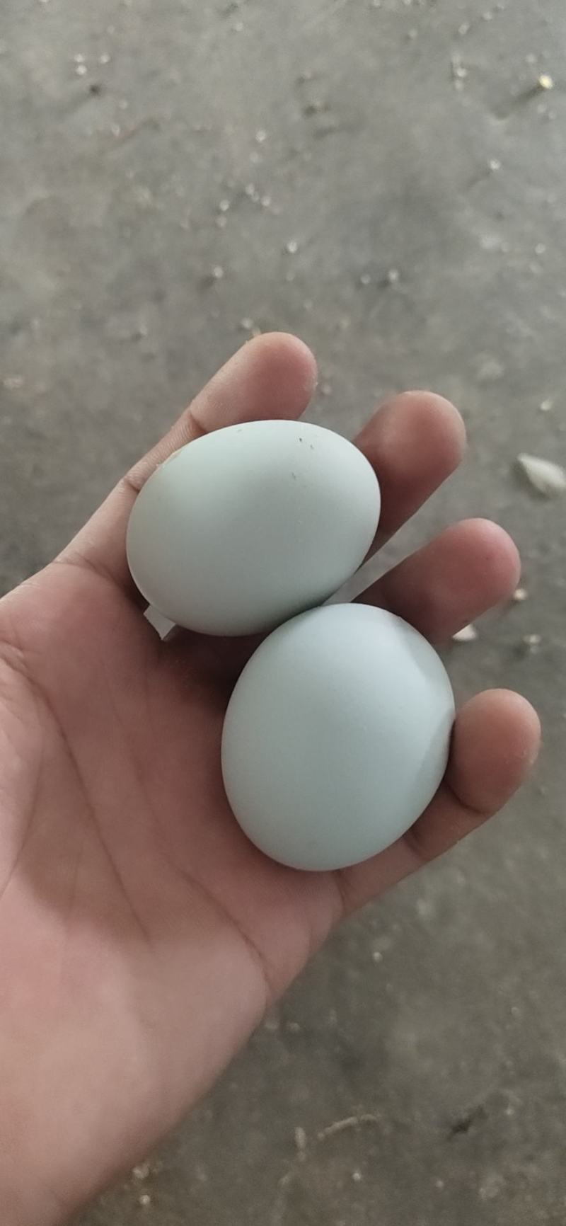 绿壳乌鸡蛋大量批发欢迎老板订购。。。。。
