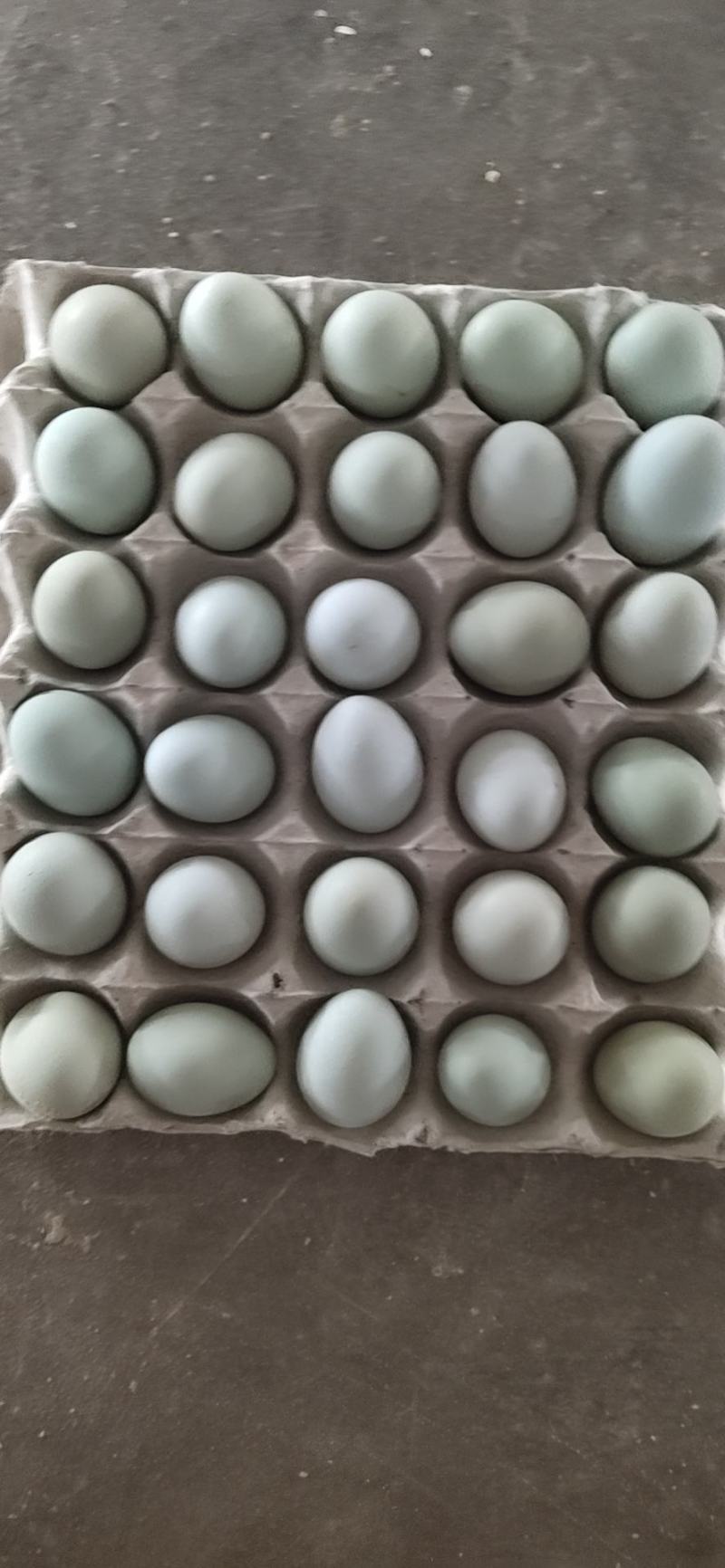 绿壳乌鸡蛋大量批发欢迎老板订购。。。。。