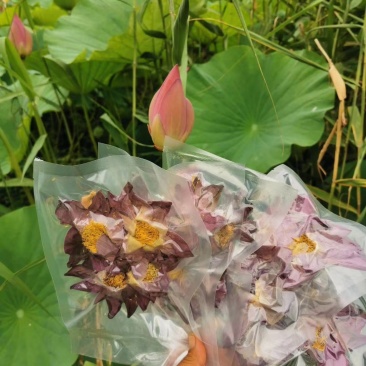 精品野生荷叶茶