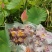 精品野生荷叶茶